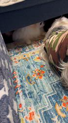 吉田直美ブリーダーからお迎えしたヨークシャーテリア：陸くん