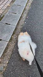 尾田裕子ブリーダーからお迎えしたポメラニアン：Ran(ラン)くん