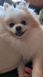 尾田裕子ブリーダーからお迎えしたポメラニアン：Ran(ラン)くん