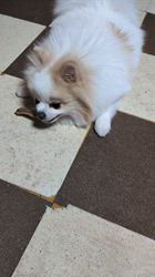 尾田裕子ブリーダーからお迎えしたポメラニアン：Ran(ラン)くん