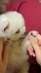 江部祥一郎ブリーダーからお迎えしたポメラニアン：Rateちゃん