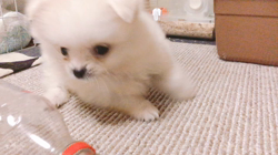 江部祥一郎ブリーダーからお迎えしたポメラニアン：Rateちゃん