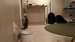 宍戸政俊ブリーダーからお迎えしたロシアンブルー：Rioくん