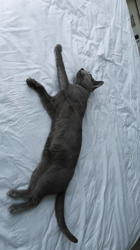 宍戸政俊ブリーダーからお迎えしたロシアンブルー：Rioくん