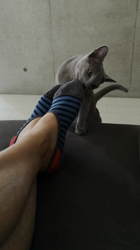 宍戸政俊ブリーダーからお迎えしたロシアンブルー：Rioくん