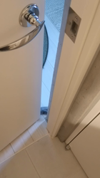 宍戸政俊ブリーダーからお迎えしたロシアンブルー：Rioくん