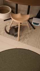 宍戸政俊ブリーダーからお迎えしたロシアンブルー：Rioくん