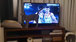 宍戸政俊ブリーダーからお迎えしたロシアンブルー：Rioくん