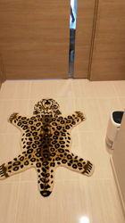 宍戸政俊ブリーダーからお迎えしたロシアンブルー：Rioくん