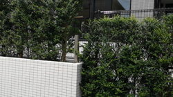 宍戸政俊ブリーダーからお迎えしたロシアンブルー：Rioくん