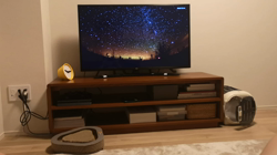 宍戸政俊ブリーダーからお迎えしたロシアンブルー：Rioくん