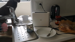 宍戸政俊ブリーダーからお迎えしたロシアンブルー：Rioくん