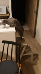 宍戸政俊ブリーダーからお迎えしたロシアンブルー：Rioくん