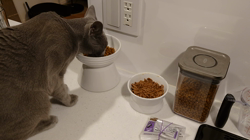 宍戸政俊ブリーダーからお迎えしたロシアンブルー：Rioくん