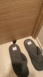 宍戸政俊ブリーダーからお迎えしたロシアンブルー：Rioくん