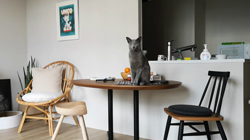 宍戸政俊ブリーダーからお迎えしたロシアンブルー：Rioくん