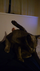 宍戸政俊ブリーダーからお迎えしたロシアンブルー：Rioくん