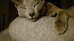 宍戸政俊ブリーダーからお迎えしたロシアンブルー：Rioくん