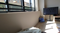 宍戸政俊ブリーダーからお迎えしたロシアンブルー：Rioくん