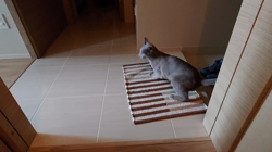 宍戸政俊ブリーダーからお迎えしたロシアンブルー：Rioくん