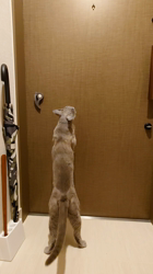 宍戸政俊ブリーダーからお迎えしたロシアンブルー：Rioくん