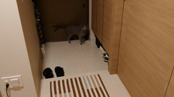 宍戸政俊ブリーダーからお迎えしたロシアンブルー：Rioくん