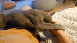 宍戸政俊ブリーダーからお迎えしたロシアンブルー：Rioくん