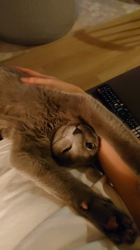 宍戸政俊ブリーダーからお迎えしたロシアンブルー：Rioくん