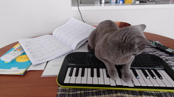 宍戸政俊ブリーダーからお迎えしたロシアンブルー：Rioくん