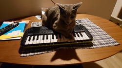 宍戸政俊ブリーダーからお迎えしたロシアンブルー：Rioくん