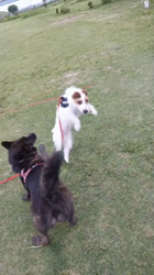 古谷操ブリーダーからお迎えしたジャックラッセルテリア：ロックくん