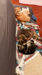 夏山静代ブリーダーからお迎えしたノルウェージャンフォレストキャット：ラナちゃん