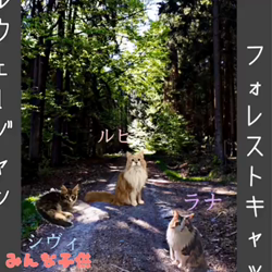 夏山静代ブリーダーからお迎えしたノルウェージャンフォレストキャット：ルピちゃん