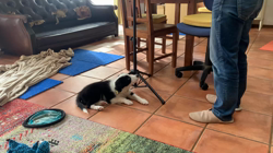 宮原美音ブリーダーからお迎えしたボーダーコリー：Ryraくん