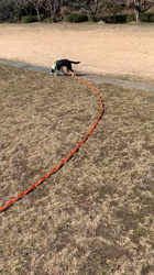 宮原美音ブリーダーからお迎えしたボーダーコリー：Ryraくん