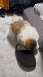 上地広晃ブリーダーからお迎えしたシーズー：サラダちゃん