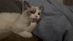 高橋信喜ブリーダーからお迎えしたラグドール：しおちゃん