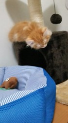 岩垣朋子ブリーダーからお迎えしたマンチカン：チマくん