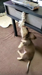 学原里緒ブリーダーからお迎えしたミニチュアダックスフンド(ロング)：モコちゃん