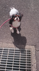 豊福由起子ブリーダーからお迎えしたキャバリア：サラちゃん