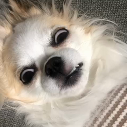 宮村佳子ブリーダーからお迎えしたチワワ(ロング)：さらんちゃん