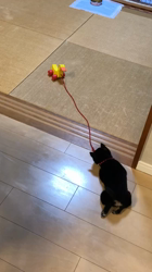 渡邉昌次ブリーダーからお迎えした柴犬：ことちゃん