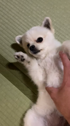 新井原博ブリーダーからお迎えしたポメラニアン：しおんちゃん