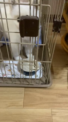 新井原博ブリーダーからお迎えしたポメラニアン：しおんちゃん