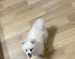 新井原博ブリーダーからお迎えしたポメラニアン：しおんちゃん