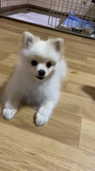 新井原博ブリーダーからお迎えしたポメラニアン：しおんちゃん