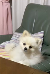 新井原博ブリーダーからお迎えしたポメラニアン：しおんちゃん