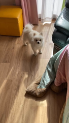 新井原博ブリーダーからお迎えしたポメラニアン：しおんちゃん