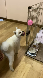 新井原博ブリーダーからお迎えしたポメラニアン：しおんちゃん