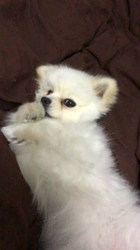 新井原博ブリーダーからお迎えしたポメラニアン：しおんちゃん